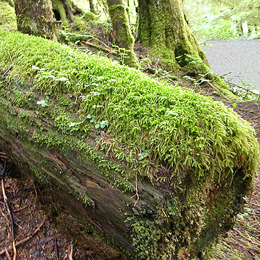 mossy log in forest, South Fork Canyon Creek at FS Road 41, Snohomish County, Washington