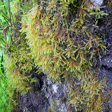 moss on alder trunk, South Fork Canyon Creek at FS Road 41, Snohomish County, Washington