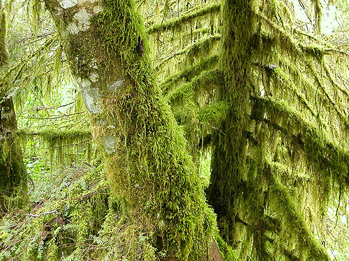 moss on alder trunks, South Fork Canyon Creek at FS Road 41, Snohomish County, Washington