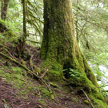 mossy big western hemlock tree, South Fork Canyon Creek at FS Road 41, Snohomish County, Washington