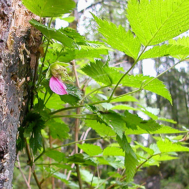 salmonberry Rubus spectabilis in bloom, South Fork Canyon Creek at FS Road 41, Snohomish County, Washington