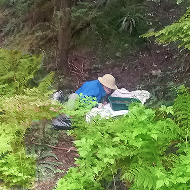 Rod Crawford sifting moss on forest floor, South Fork Canyon Creek at FS Road 41, Snohomish County, Washington