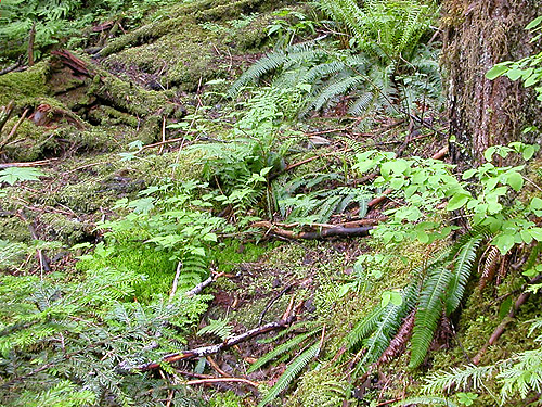 understory of hemlock forest, South Fork Canyon Creek at FS Road 41, Snohomish County, Washington