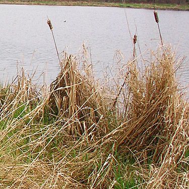 cattail along shore, Carlisle Lake Park, Lewis County, Washington
