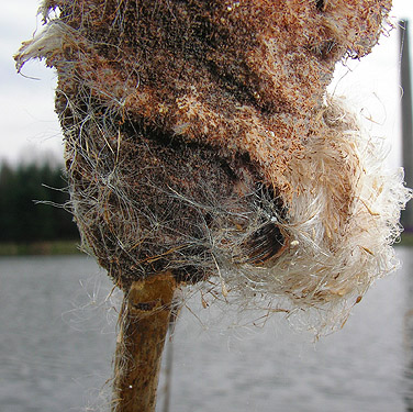 cattail head with Larinioides spider, Carlisle Lake Park, Lewis County, Washington