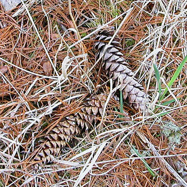 white pine cones Pinus monticola, Carlisle Lake Park, Lewis County, Washington