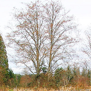 black cottonwood, the dominant riparian tree, Carlisle Lake Park, Lewis County, Washington