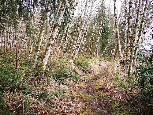 dirt lakeshore path, Carlisle Lake Park, Lewis County, Washington