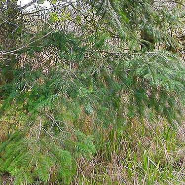 Douglas-fir foliage