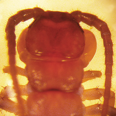 head of centipede Ethopolys integer, under wood at Carlisle Lake Park, Lewis County, Washington