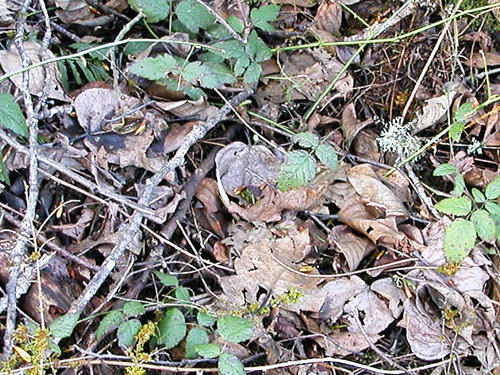 better cottonwood leaf litter, Carlisle Lake Park, Lewis County, Washington