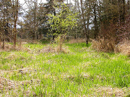 greening of the spring grass, Carlisle Lake Park, Lewis County, Washington