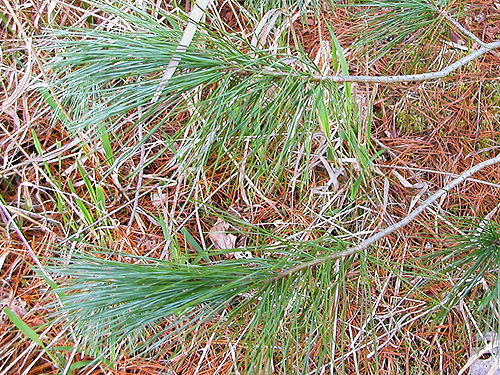 foliage of white pine Pinus monticola, Carlisle Lake Park, Lewis County, Washington