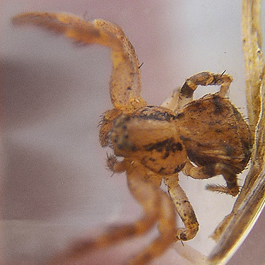 Ozyptila pacifica crab spider, Carlisle Lake Park, Lewis County, Washington