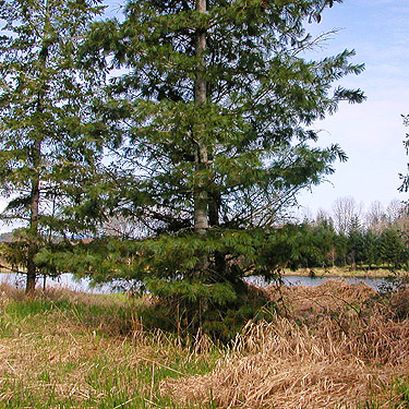 white pine tree, Carlisle Lake Park, Lewis County, Washington
