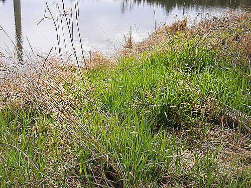 grassy shore of Carlisle Lake Park, Lewis County, Washington