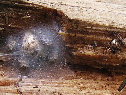 Lepthyphantes tenuis spider and egg sac under wood, Carlisle Lake Park, Lewis County, Washington