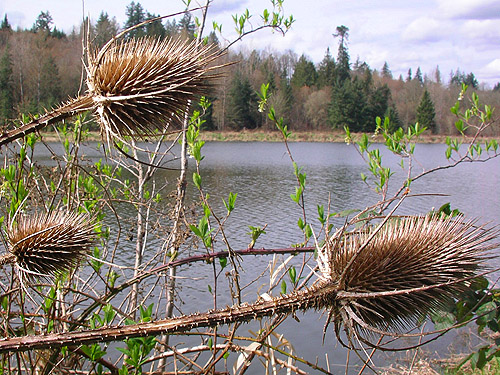 Canadian thistle along shore, Carlisle Lake Park, Lewis County, Washington