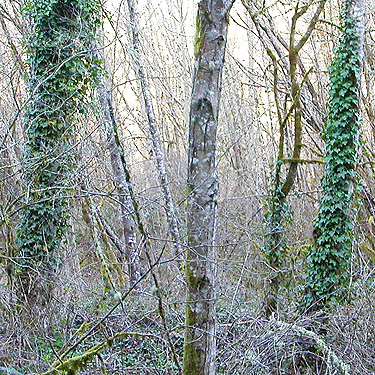 tree-eating English ivy Hedera helix, Carlisle Lake Park, Lewis County, Washington