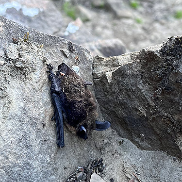 bat sheltering under boulder, tributary of Catt Creek, northeastern Lewis County, Washington