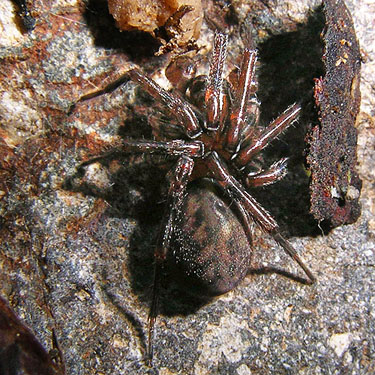 spider Cybaeus reticulatus from under rock, Catt Creek, northeastern Lewis County, Washington