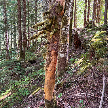 dead tree with loose bark, Catt Creek, northeastern Lewis County, Washington