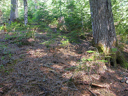floor of uncut forest, ridge above Catt Creek, northeastern Lewis County, Washington