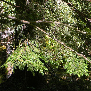 western hemlock foliage, Catt Creek, northeastern Lewis County, Washington