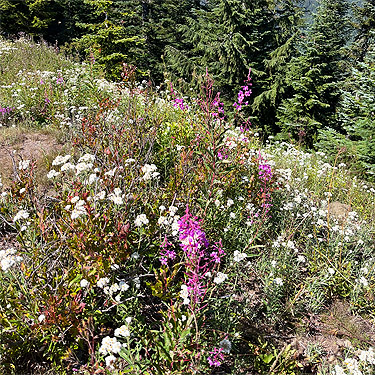 clearcut meadow stand, ridge above Catt Creek, northeastern Lewis County, Washington