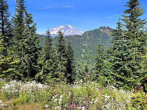 clearcut meadow stand and Mt. Rainier, ridge above Catt Creek, northeastern Lewis County, Washington