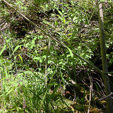 riparian willow foliage, Catt Creek, northeastern Lewis County, Washington