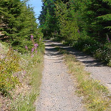 road along ridge crest, ridge above Catt Creek, northeastern Lewis County, Washington