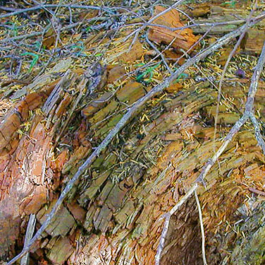 dead wood in uncut forest, ridge above Catt Creek, northeastern Lewis County, Washington