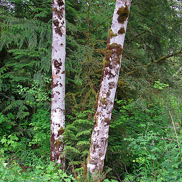 alder trees by Lake Creek bridge, W of Lake Cavanaugh, Skagit County, Washington