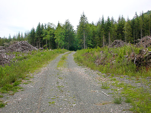 middle of clearcut south of Lake Creek, west of Lake Cavanaugh, Skagit County, Washington