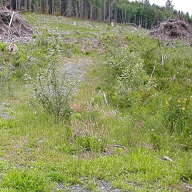 meadow habitat in clearcut S of Lake Creek, west of Lake Cavanaugh, Skagit County, Washington
