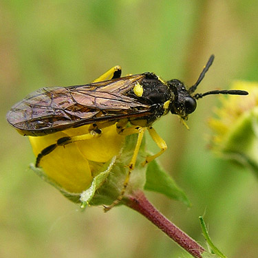 Crabronid wasp, flank of Mt. Cavanaugh, Skagit County, Washington