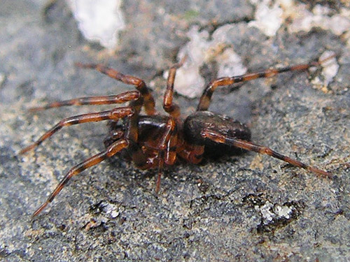 male spider Cryphoeca exlineae under rock, flank of Mt. Cavanaugh, Skagit County, Washington