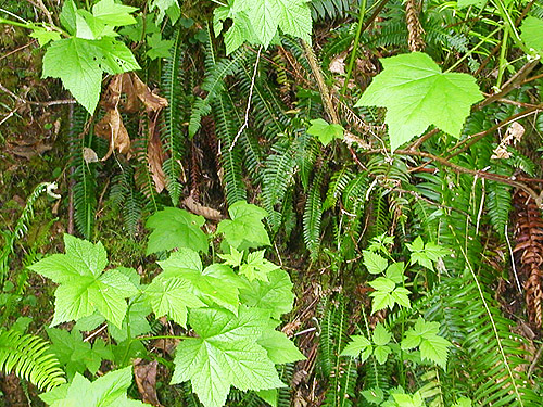 ferns and understory on road bank, flank of Mt. Cavanaugh, Skagit County, Washington