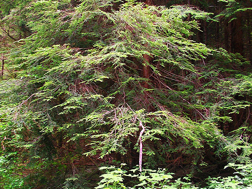 western hemlock tree, west of Lake Cavanaugh, Skagit County, Washington