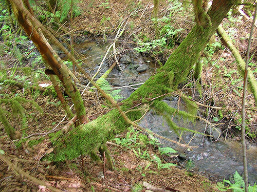 mini-creek with mossy tree, S of Lake Creek, west of Lake Cavanaugh, Skagit County, Washington