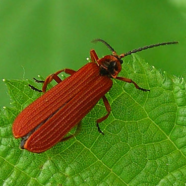 lycid beetle Dictyopterus hamatus, flank of Mt. Cavanaugh, Skagit County, Washington