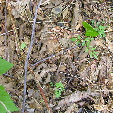 maple leaf litter, slope of Mt Cavanaugh, west of Lake Cavanaugh, Skagit County, Washington