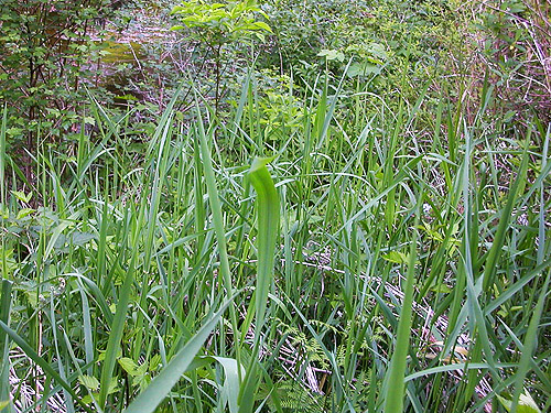 small marsy along Pilchuck Creek near confluence of Lake Creek, Skagit County, Washington