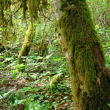 mossy trunk by Lake Creek bridge, W of Lake Cavanaugh, Skagit County, Washington