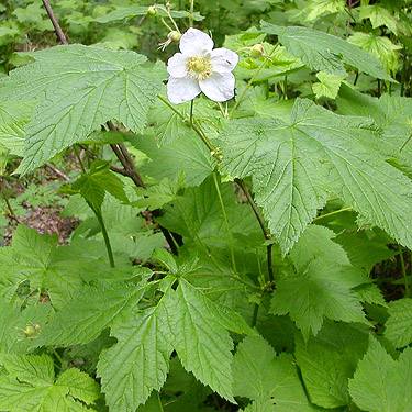 flower and leaves of Rubus parviflorus, flank of Mount Cavanaugh, southern Skagit County, Washington