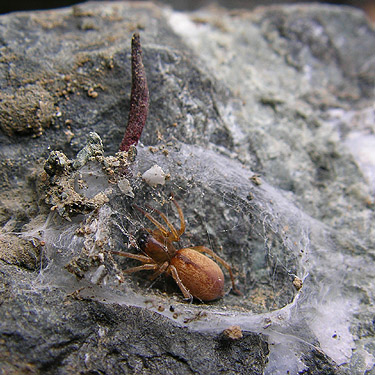 spider Clubiona pacifica in under-rock retreat, flank of Mt. Cavanaugh, Skagit County, Washington