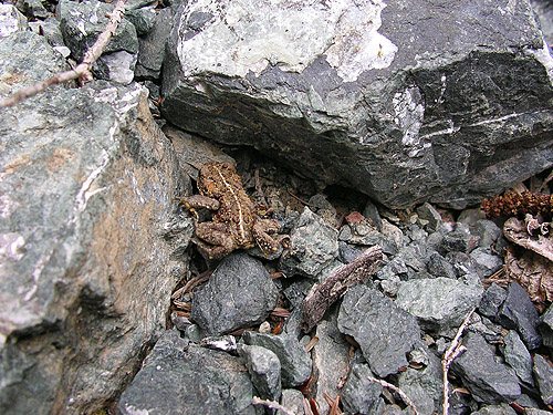 western toad on roadside rockpile, flank of Mt. Cavanaugh, Skagit County, Washington