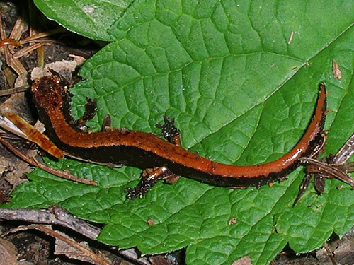 western redbacked salamander S of Lake Creek, west of Lake Cavanaugh, Skagit County, Washington