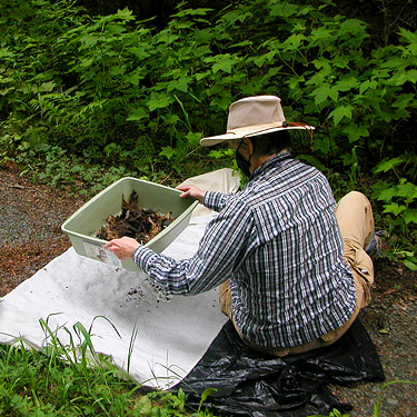 Laurel sifting litter in the alder forest S of Lake Creek, west of Lake Cavanaugh, Skagit County, Washington